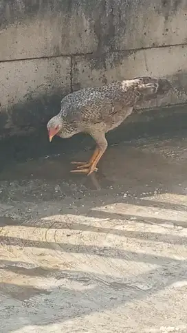 Sepasang ayam kampung