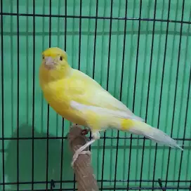 kenari betina loper babon kuning sunkis