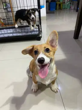 Dijual Puppy Anakan anjing welsh corgi betina female sable white