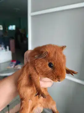 Guinea Pig/sodara capibara