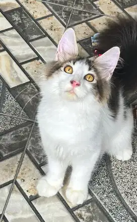 Kucing mainecoon mainecon maincon