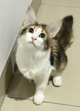 Kucing mainecoon mainecon maincon