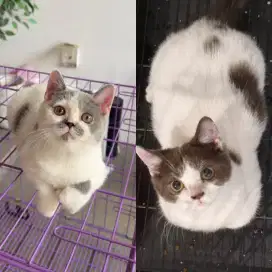 Kucing bsh british shorthair anakan ped jantan betina