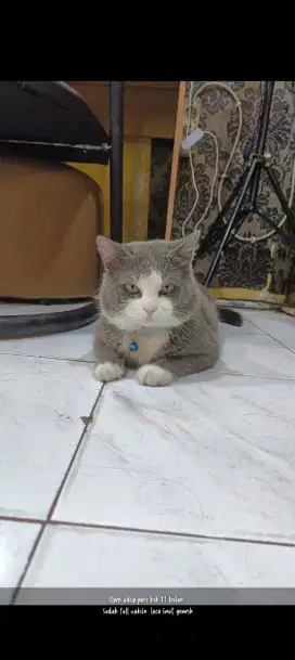 Jual kucing jenis BSH