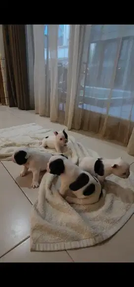 Open adopt, french bulldog