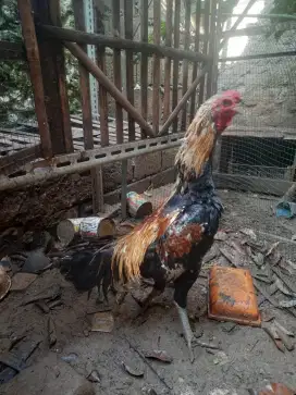 ayam jago jumbo