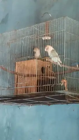sepasng lb biru laut minat cod alamsutra