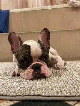Semi hibah French bulldog jantan