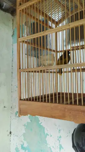 tilang sutra cod alamsutra