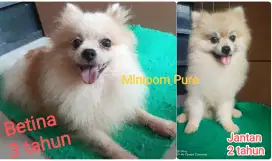 Sepasang minipom