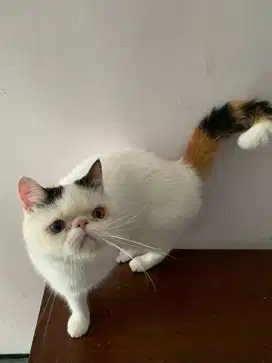 Kucing betina Persia Exo Odd eye