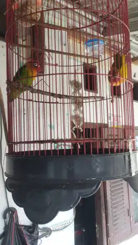 Lb ijo kuning 2 ekro cod alsut
