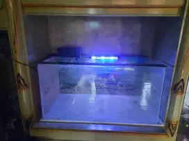 Aquarium Besar (100x40)