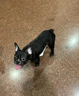 French bulldog jantan