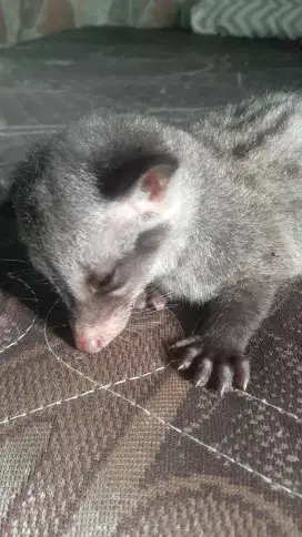 Baby musang pandan