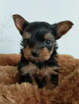MINI YORKSHIRE TERRIER