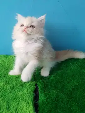 open adopt kitten persia