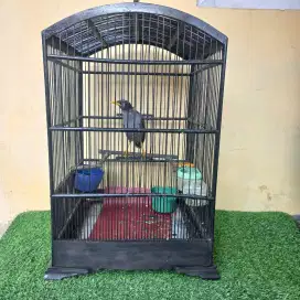 Burung jalak kebo