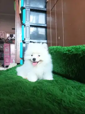 Minipom puppies party colour