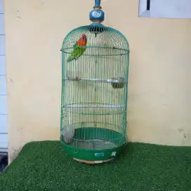 Burung love bird