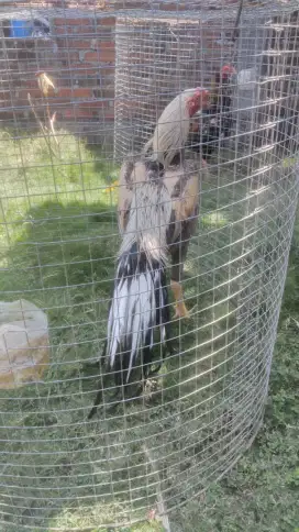 Jual ayam aseel parrot