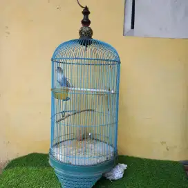 Burung love Bird