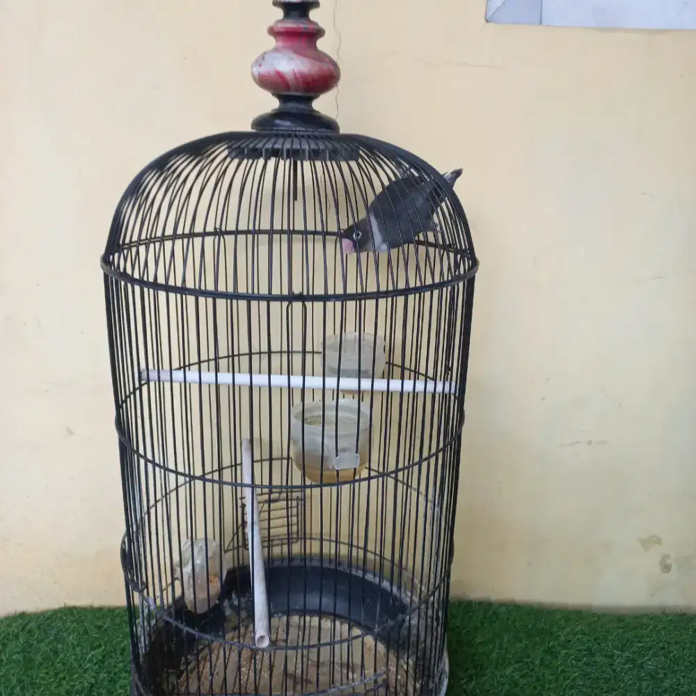 Burung loveBird