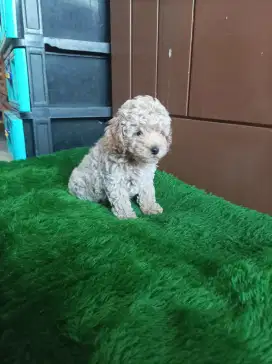 Poodle puppies jantan