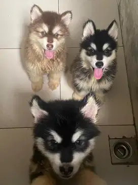 Alaskan Malamute