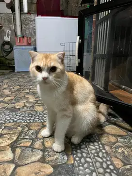 Bsh Scottish fold jantan