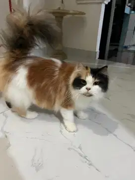 Kucing Persia calico