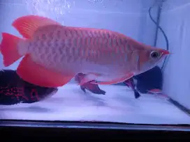 Ikan arwana super red