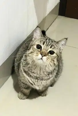 Kucing munchkin bsh british short hair