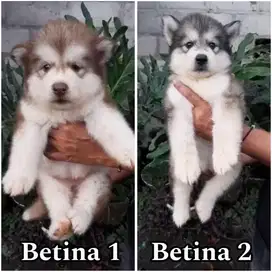 Alaskan malamute puppy non stambum