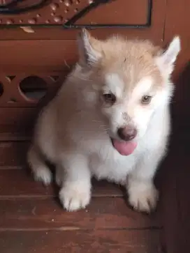 Anakan husky mix malamut