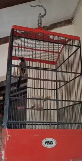 Cendet madura kepala hitam