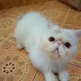 Lepas adopsi kucing persia peaknose