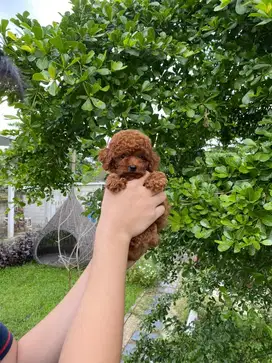 Super Red Tiny Poodle (Female)