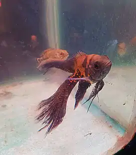 6 ekor ikan Oscar red tiger slayer