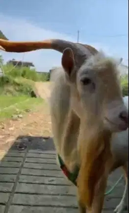 kambing gunung jantan ras saanen FB 3 tahunan siap koleksi hiasan puas