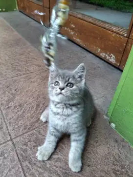 Anak kucing BSH PERSIA