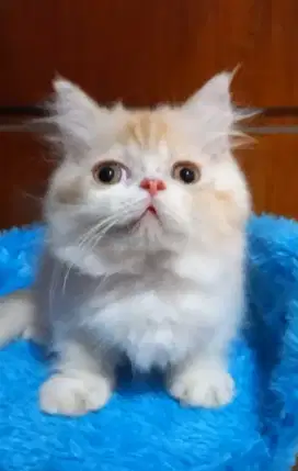 Kitten Munchkin jantan