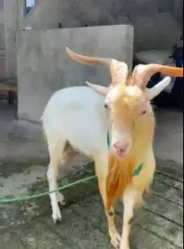 kambing gunung jantan 3 tahunan ras saanen siap koleksian hiasan unik