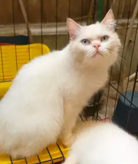 Kucing Himalaya Ragdoll