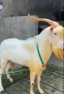kambing gunung jantan 3 thn saanen FB  siap koleksi hiasan pemacek top