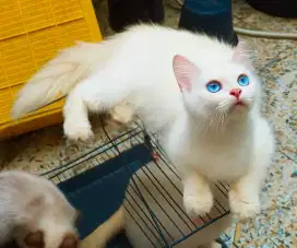 Kucing Himalaya Ragdoll