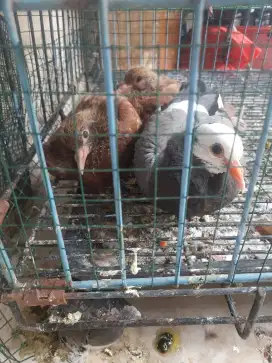 lolohan merpati jembros bahan ff