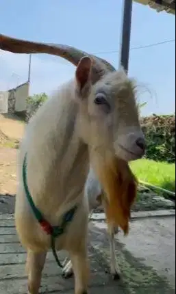 kambing gunung jantan saanen FB 3 thn siap koleksian hiasan unggulan