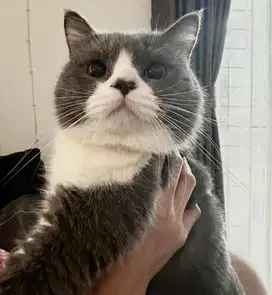 Kucing British Short Hair