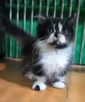 Kitten Munchkin Betina